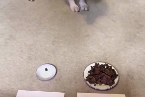 狗子预测法国vs摩洛哥：面对狗粮诱惑，依然选择了法国